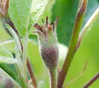 Et æble er under udvikling